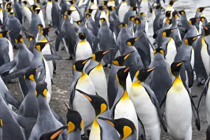 King penguins on the beach, St. Andrews Bay, South Georgia, Antarctica King penguins on the beach, St. Andrews Bay, South Georgia, Antarctica