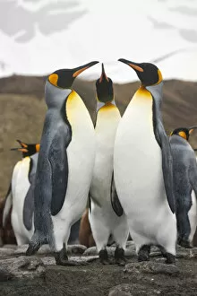 Images Dated 29th November 2009: King Penguins, South Georgia Island