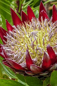 Proteaceae Gallery: King Protea flower