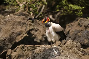 Images Dated 29th November 2009: King Vulture (Sarcoramphus papa) Rainforest Rewa River GUYANA. South America