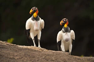 Images Dated 29th November 2009: King Vulture (Sarcoramphus papa) Rainforest Rewa River GUYANA. South America