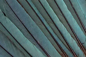 Images Dated 26th November 2011: Kingfisher Wing Feathers