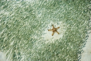 Knobly Sea Star (Protoreaster nodosus) and small fish, Sipadan Island, Malaysia Knobly Sea Star (Protoreaster nodosus) and small fish, Sipadan Island, Malaysia