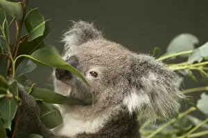 Images Dated 12th April 2009: Koala ( Phascolarctos cinereus ), Sydney, New South Wales, Australia
