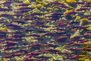 Kokanee salmon head upstream in spawning grounds in British Columbia, Canada Kokanee salmon head upstream in spawning grounds in British Columbia, Canada