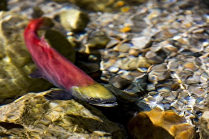 Kokanee salmon heading upstream in spawning grounds in British Columbia, Canada Kokanee salmon heading upstream in spawning grounds in British Columbia, Canada