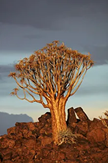 Kokerboom or Quiver Tree (Aloe dichotoma) in late afternoon light, Mesosaurus Fossil Camp Kokerboom or Quiver Tree (Aloe dichotoma) in late afternoon light, Mesosaurus Fossil Camp