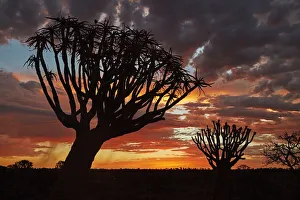 Kokerboom or Quiver Trees (Aloe dichotoma) at sunset, Mesosaurus Fossil Camp Kokerboom or Quiver Trees (Aloe dichotoma) at sunset, Mesosaurus Fossil Camp