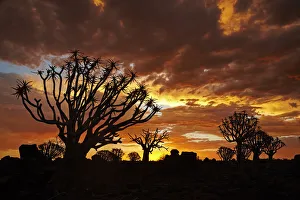 Kokerboom or Quiver Trees (Aloe dichotomum) at sunset, Mesosaurus Fossil Camp Kokerboom or Quiver Trees (Aloe dichotomum) at sunset, Mesosaurus Fossil Camp