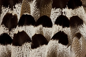 Images Dated 24th April 2010: Kori Bustard feather design