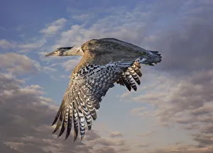Kori Bustard in flight over the Savannah of Etosha National Park (Digital composite sky Kori Bustard in flight over the Savannah of Etosha National Park (Digital composite sky