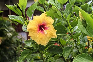 Kosrae, Micronesia. Hibiscus flower growing on bush Kosrae, Micronesia. Hibiscus flower growing on bush