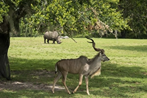 A Kudu and a Rhinoceros sharing the grassland A Kudu and a Rhinoceros sharing the grassland