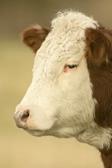 La Conner, Washington State, USA. Close-up portrait of a Hereford cow in pasture La Conner, Washington State, USA. Close-up portrait of a Hereford cow in pasture