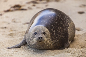 La Jolla Cove, San Diego - Harbor Seal on the Beach La Jolla Cove, San Diego - Harbor Seal on the Beach