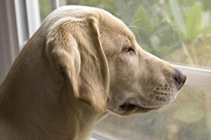 A Labrador Retriever puppy looking out the window A Labrador Retriever puppy looking out the window