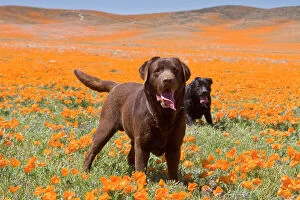 Service Gallery: Two Labrador Retrievers standing in a field of poppies at Antelope Valley California