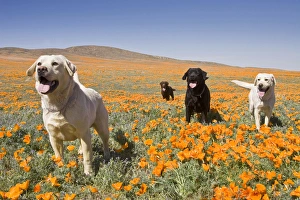 Four Labrador Retrievers standing in a field of poppies at Antelope Valley in California Four Labrador Retrievers standing in a field of poppies at Antelope Valley in California