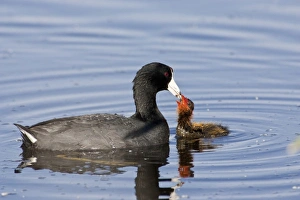 Ladd Marsh Wildlife Area, Oregon, an American Coot (Fulica americana) accompanying Ladd Marsh Wildlife Area, Oregon, an American Coot (Fulica americana) accompanying