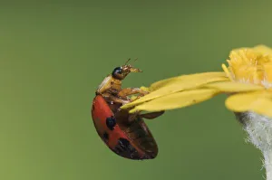 Ladybug Beetle, Coccinellidae, adult on flower, Uvalde County, Hill Country, Texas, USA Ladybug Beetle, Coccinellidae, adult on flower, Uvalde County, Hill Country, Texas, USA