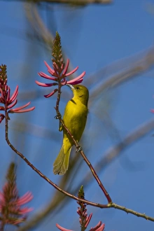 Laguna Madre Nature Trail, South Padre Island, Texas, North America, USA. Female Orchard Oriole Laguna Madre Nature Trail, South Padre Island, Texas, North America, USA. Female Orchard Oriole