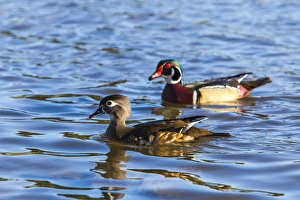 Lake Murray San Diego - Wood Duck Pair Cruising Lake Murray San Diego - Wood Duck Pair Cruising