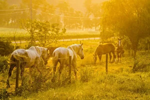 Images Dated 30th June 2012: Lancaster County, Pennsylvania. Team of horses walk along a fence