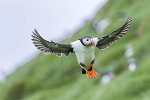 Landing in a colony. Atlantic Puffin (Fratercula arctica) in a puffinry on Mykines Landing in a colony. Atlantic Puffin (Fratercula arctica) in a puffinry on Mykines