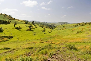 Landscape between Gonder and Lake Tana in Ethiopia. This fertile region is farmed Landscape between Gonder and Lake Tana in Ethiopia. This fertile region is farmed