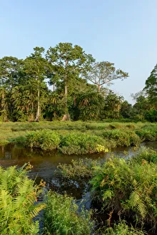 Lango Bai. Odzala-Kokoua National Park. Cuvette-Ouest Region. Republic of the Congo Lango Bai. Odzala-Kokoua National Park. Cuvette-Ouest Region. Republic of the Congo