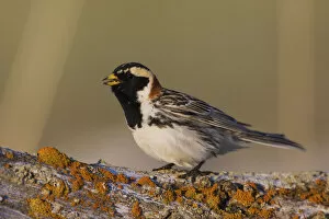Bunting And American Sparrows Gallery: Lapland Longspur Collection