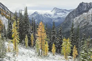 Larches displaying golden autumn color after fresh snowfall at Cutthroat Pass Larches displaying golden autumn color after fresh snowfall at Cutthroat Pass