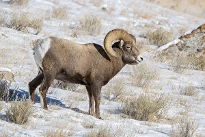 Large Bighorn Ram grazing in meadow, National elk Reserve near Grand Teton National Park Large Bighorn Ram grazing in meadow, National elk Reserve near Grand Teton National Park