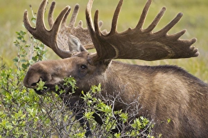 A large bull moose broses on willows in the tundra on the north of the Alaska Range A large bull moose broses on willows in the tundra on the north of the Alaska Range