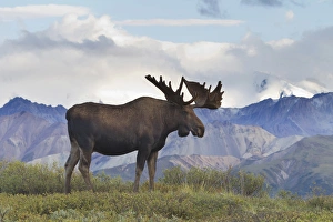A large bull moose stands on the tundra of Denali National Park, with glacier covered A large bull moose stands on the tundra of Denali National Park, with glacier covered