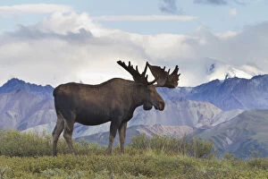 Images Dated 9th August 2010: A large bull moose stands on the tundra of Denali National Park, with glacier covered