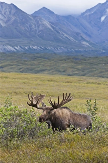 A large bull moose stands among willows on the tundra north of the Alaska Range A large bull moose stands among willows on the tundra north of the Alaska Range