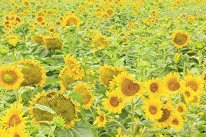 large field of sunflowers near Moses Lake, WA, USA large field of sunflowers near Moses Lake, WA, USA