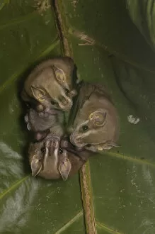 Phyllostomidae Gallery: Large Fruit-eating Bat