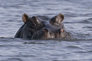 A large hippopotamus, (hippopotamus amphibius), watches from the Chobe river, Botswana A large hippopotamus, (hippopotamus amphibius), watches from the Chobe river, Botswana