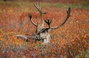 Large male caribou in red fall tundra, eye to eye with photographer, Denali National Park Large male caribou in red fall tundra, eye to eye with photographer, Denali National Park