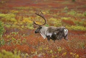 Large male caribou wandering in colorful fall tundra, Denali National Park, Alaska Large male caribou wandering in colorful fall tundra, Denali National Park, Alaska