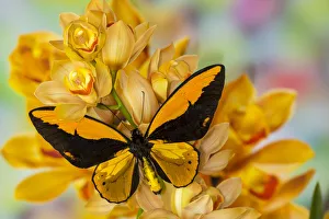 Large orange birdwing, Ornithoptera croesus, butterfly on large golden cymbidium orchid Large orange birdwing, Ornithoptera croesus, butterfly on large golden cymbidium orchid