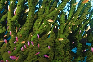 Large Tubastraea Coral and schooling Fairy Basslets (Pseudanthias sp.) Milne Bay Large Tubastraea Coral and schooling Fairy Basslets (Pseudanthias sp.) Milne Bay