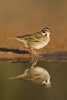 Lark Sparrow (Chondestes grammacus) drinking at pond, s. Texas Lark Sparrow (Chondestes grammacus) drinking at pond, s. Texas