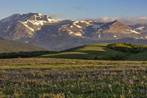 Larkspur and other prairie wildflowers along the Rocky Mountain Front near East Glacier Larkspur and other prairie wildflowers along the Rocky Mountain Front near East Glacier