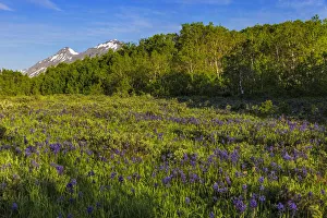 Larkspur and other spring wildflowers in the Lewis and Clark National Forest, Montana Larkspur and other spring wildflowers in the Lewis and Clark National Forest, Montana