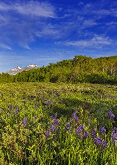 Larkspur and other spring wildflowers in the Lewis and Clark National Forest, Montana Larkspur and other spring wildflowers in the Lewis and Clark National Forest, Montana