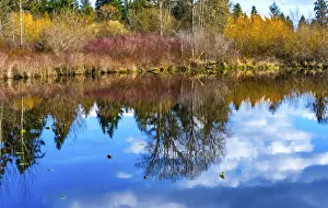 Larsen Lake reflection, Bellevue, Washington State. Originally Established 1940 Larsen Lake reflection, Bellevue, Washington State. Originally Established 1940