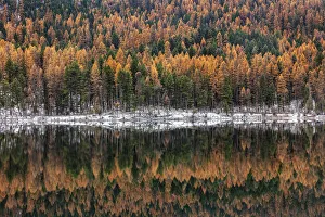 Late autumn larch reflects into Salmon Lake in the Lolo National Forest, Montana, USA Late autumn larch reflects into Salmon Lake in the Lolo National Forest, Montana, USA
